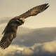 Hawks