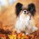 Papillon Dog