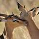 Antelopes