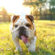 Bulldog