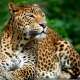 Leopards