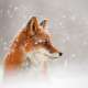 Foxes