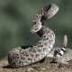 Rattlesnake