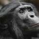 Bonobos