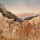 Buzzard