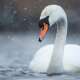 Swans