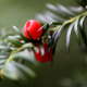 Yew Tree