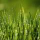 Grass