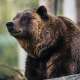 Bears