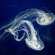 Glowing Jellyfish