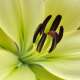 Lilies