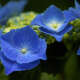 Hydrangea