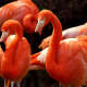 Flamingos