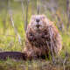 Beavers