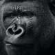 Gorillas
