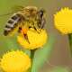 Bees