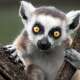 Lemurs