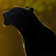 Black Panthers