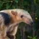 Anteater