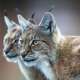 Bobcat (Red Lynx)