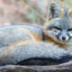 Gray Foxes