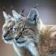 Lynx (Animal)