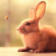Bunnies