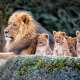 Mammals