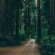 Green Forests