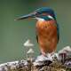 Kingfisher (Bird)