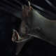 Bats
