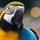 Parrots