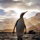 Penguins