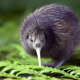 Kiwi (Bird)