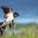 Swallow
