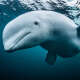 Beluga Whales