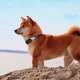 Shibas