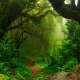 Rainforests