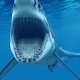 Sharks