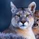 Cougar (Animal)