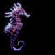 Seahorses