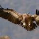 Griffons