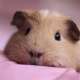 Guinea Pigs