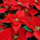 Poinsettia