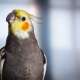 Cockatiel