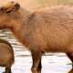 Capybaras