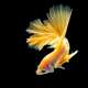 Goldfish