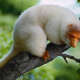 Cuscus (Animal)