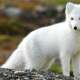 Arctic Foxes