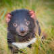 Tasmanian Devil (Animal)